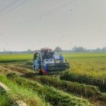 PEMBELIAN GABAH DI BAWAH HPP PETANI MERASA DIRUGIKANDISINYALIR OKNUM PPL DESA NON-BLOK KALAENA LIBATKAN “MAKELAR”